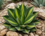 Splendida (Agave lophantha ‘Splendida’)