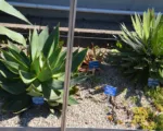 Black-spined agave (Agave macroacantha) care guide