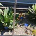 black-spined agave (Agave macroacantha) – plant photo