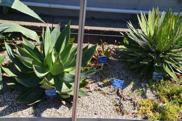 Agave macroacantha