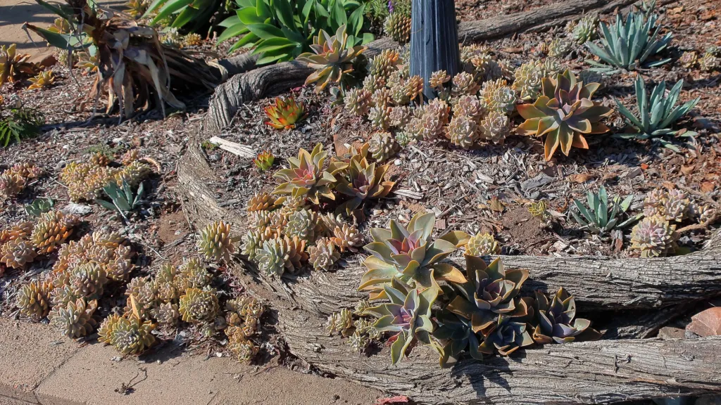 lack Spined Agave (Agave macroacantha) – im Garten, Pflanzenfoto