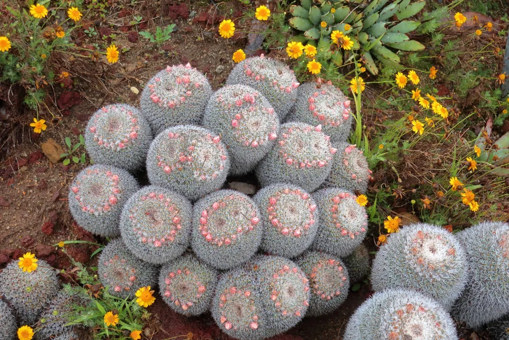 lack Spined Agave (Agave macroacantha) – im Garten, Pflanzenfoto