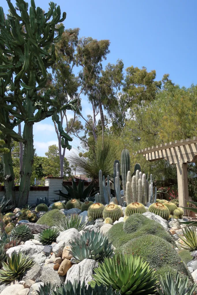lack Spined Agave (Agave macroacantha) – im Garten, Pflanzenfoto