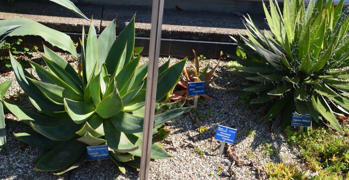 Agave macroacantha – fotografia rastliny