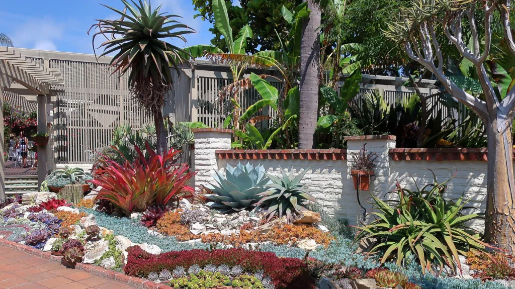 Category:Agave ovatifolia (Agave ovatifolia) – in a garden setting, plant photo