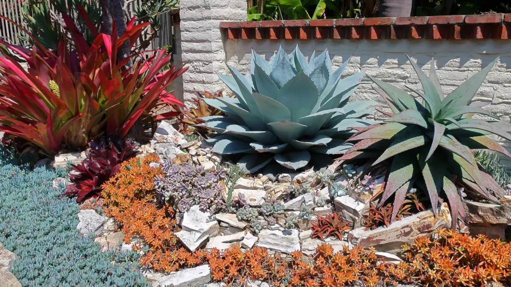 Category:Agave ovatifolia (Agave ovatifolia) – in a garden setting, plant photo