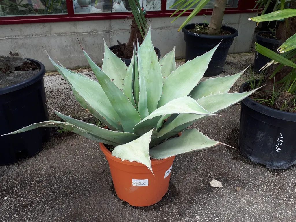Category:Agave ovatifolia (Agave ovatifolia) – in a garden setting, plant photo