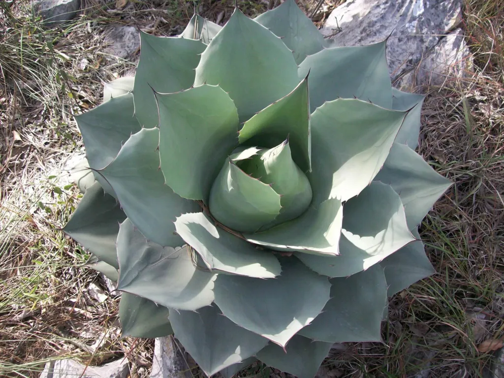 Category:Agave ovatifolia (Agave ovatifolia) – characteristic appearance, plant photo