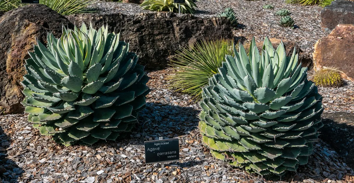 Agave parrasana – plant photo