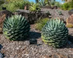 Agave parrasana care guide