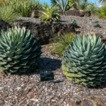 Agave parrasana care guide (Agave parrasana) – plant photo