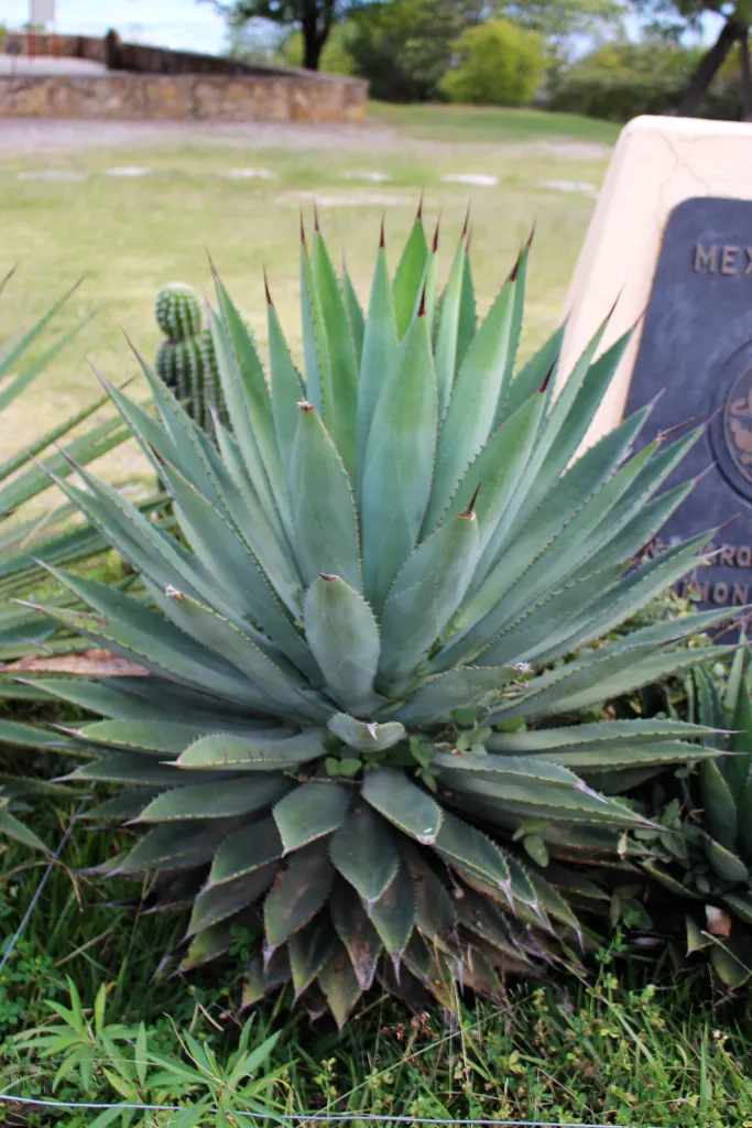 Agave parrasana – pestovanie a (Agave parrasana) – typický vzhľad, fotografia rastliny