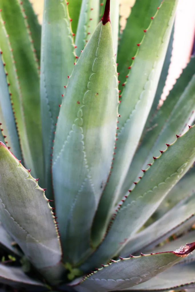 Agave parrasana – pestovanie a (Agave parrasana) – typický vzhľad, fotografia rastliny