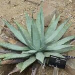 Agave parryi – (Agave parryi) – Pflanzenfoto