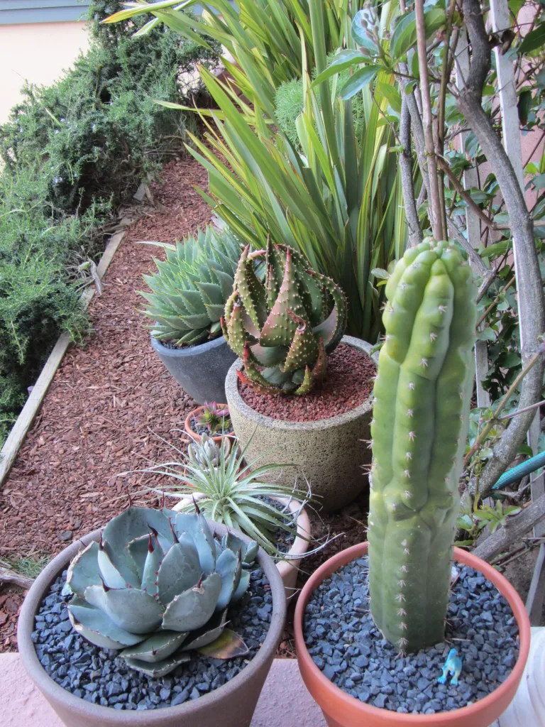 artichoke agave (Agave parryi) – in a garden setting, plant photo