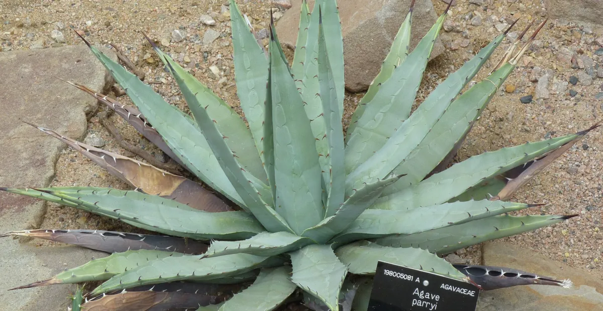 artichoke agave (Agave parryi) – plant photo