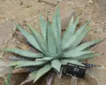 Artichoke agave (Agave parryi) care guide
