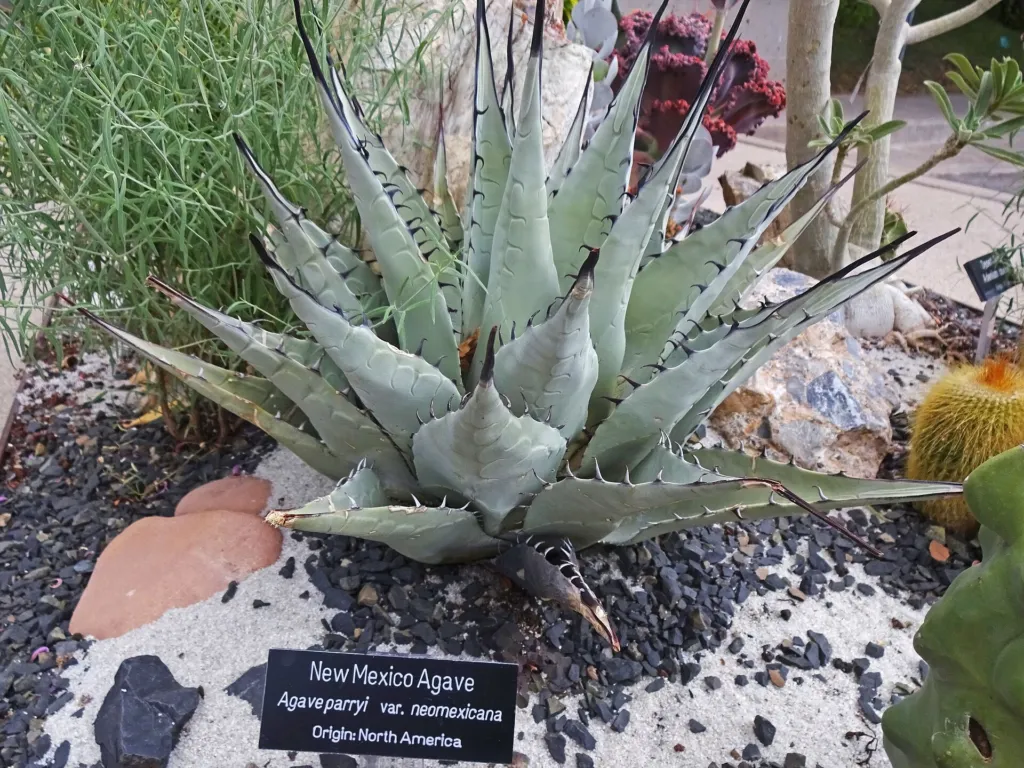 artichoke agave (Agave parryi) – in a garden setting, plant photo