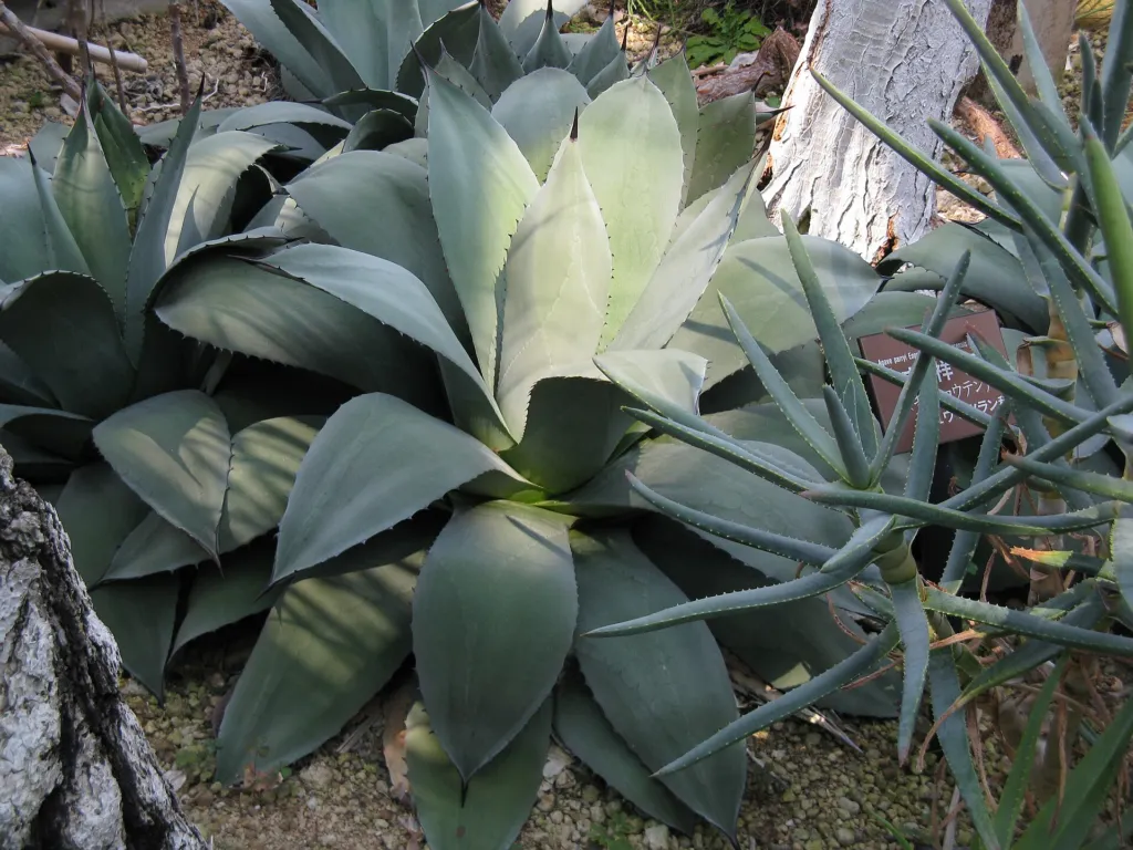 artichoke agave (Agave parryi) – flowers in close-up, plant photo