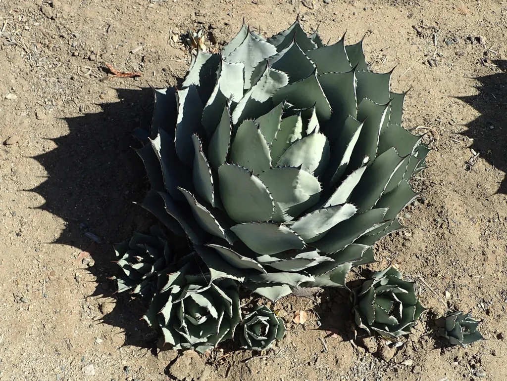 artichoke agave (Agave parryi) – in a garden setting, plant photo