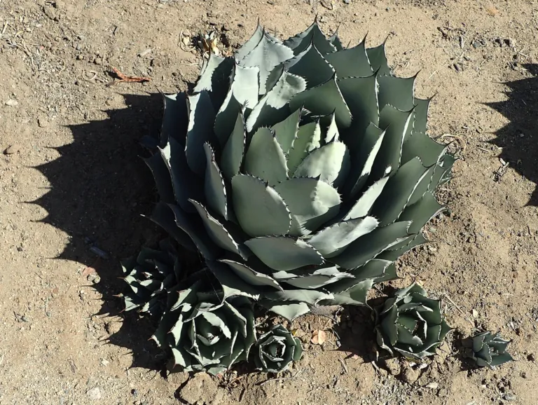 artichoke agave (Agave parryi) – in a garden setting, plant photo