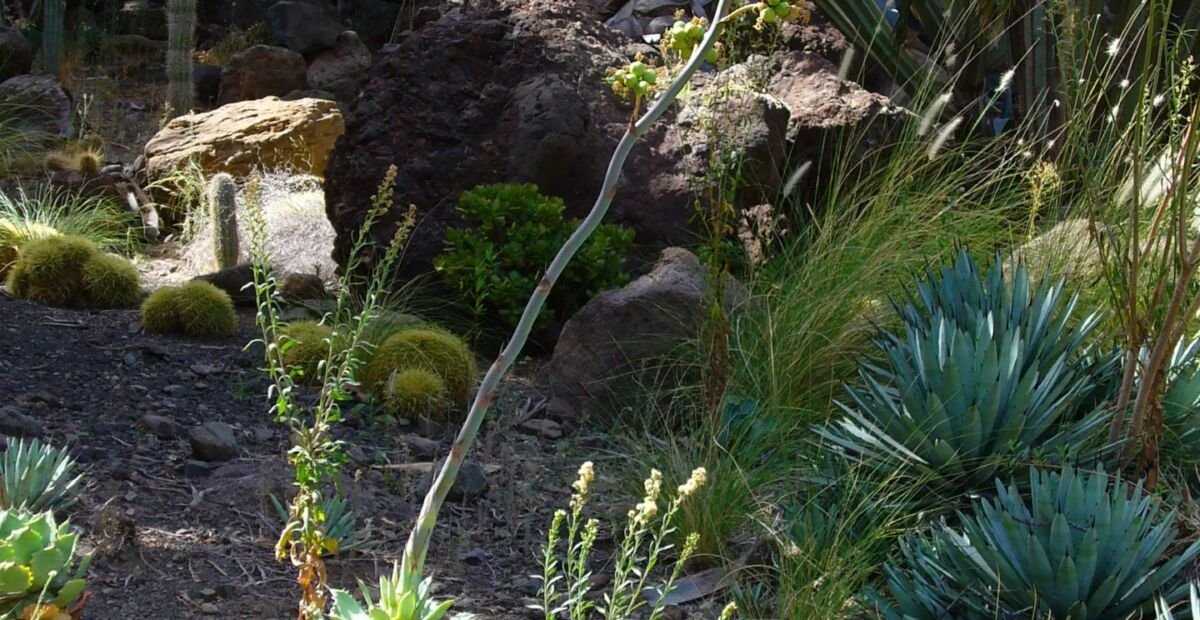 Agave potatorum 'Verschaffeltii' – fotografia rastliny