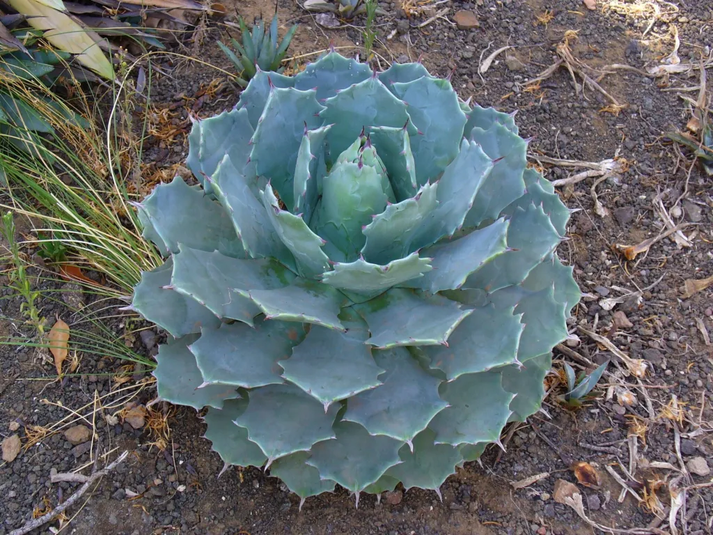 Verschaffeltii (Agave potatorum ‘Verschaffeltii’) (Agave potatorum 'Verschaffeltii')