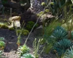 Verschaffeltii (Agave potatorum ‘Verschaffeltii’)
