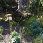 Verschaffeltii (Agave potatorum ‘Verschaffeltii’) (Agave potatorum 'Verschaffeltii')