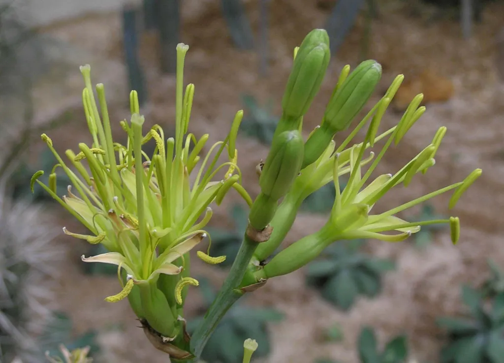 Verschaffeltii (Agave potatorum ‘Verschaffeltii’) (Agave potatorum 'Verschaffeltii')