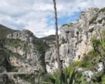 Agave salmiana – Pflege