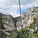 Agave salmiana – (Agave salmiana) – Pflanzenfoto