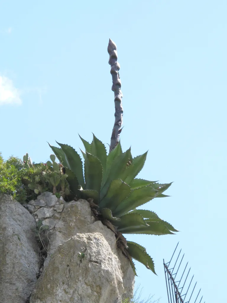 Agave salmiana – (Agave salmiana) – im Garten, Pflanzenfoto