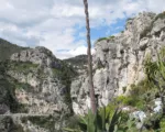 Maguey pulquero and green maguey) is a species of the family Asparagaceae (Agave salmiana) care guide