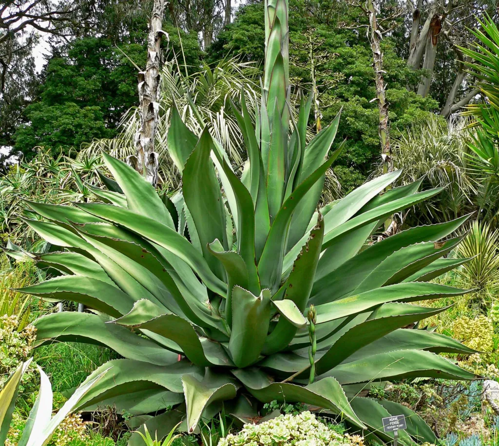 Agave salmiana – (Agave salmiana) – im Garten, Pflanzenfoto