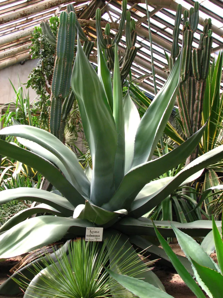 Agave salmiana – (Agave salmiana) – im Garten, Pflanzenfoto