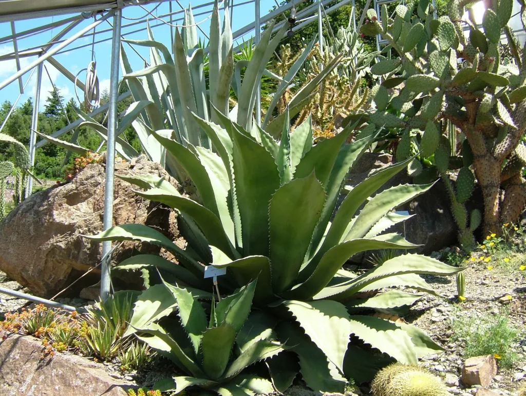 Agave salmiana – (Agave salmiana) – im Garten, Pflanzenfoto