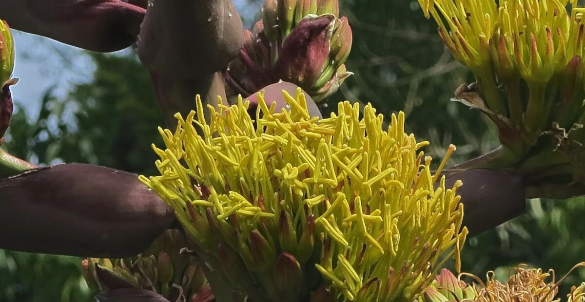 Agave shawii – Pflanzenfoto