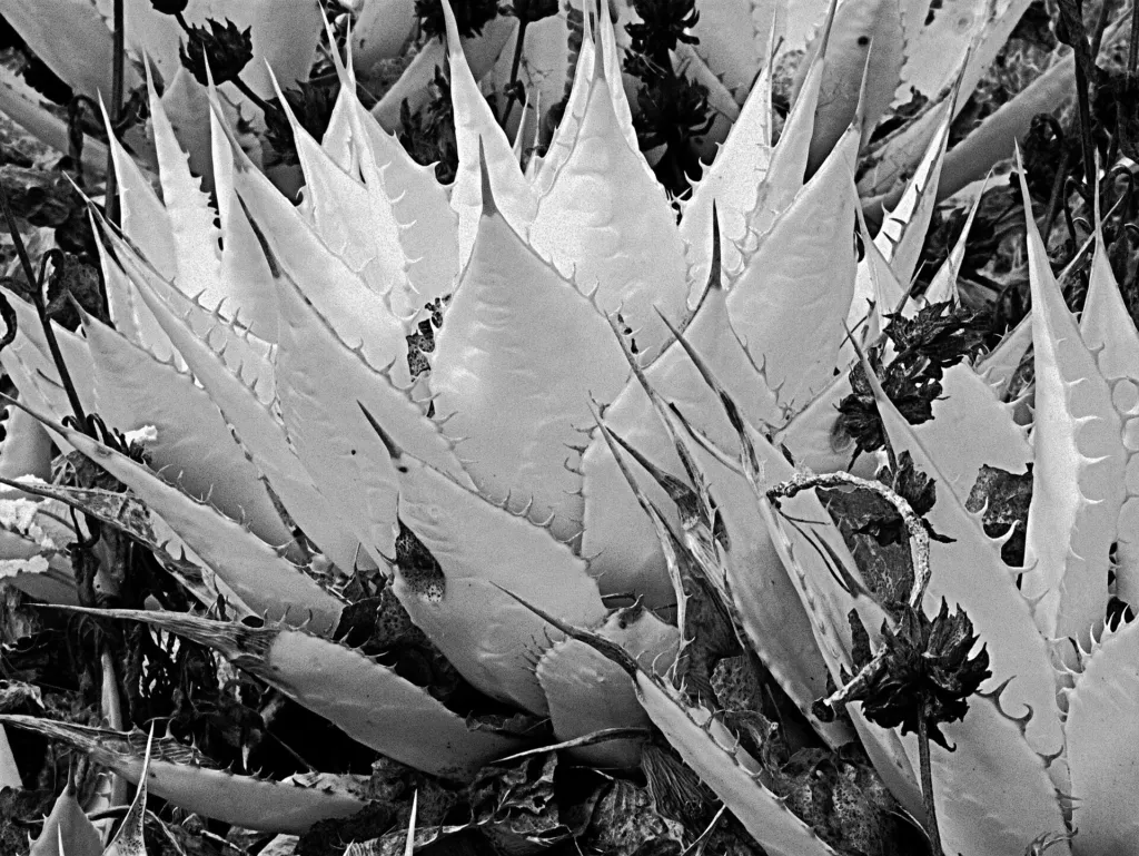 Shaw's Agave (Agave shawii) – leaves and shoots, plant photo