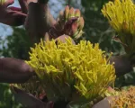 Shaw’s Agave (Agave shawii) care guide