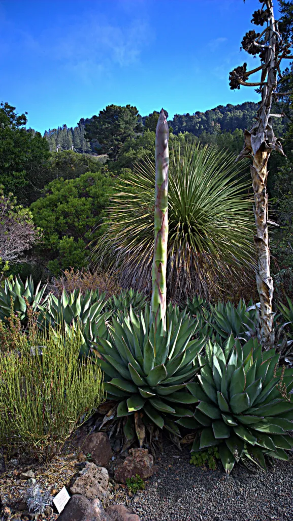 Shaw's Agave (Agave shawii) – flowers in close-up, plant photo