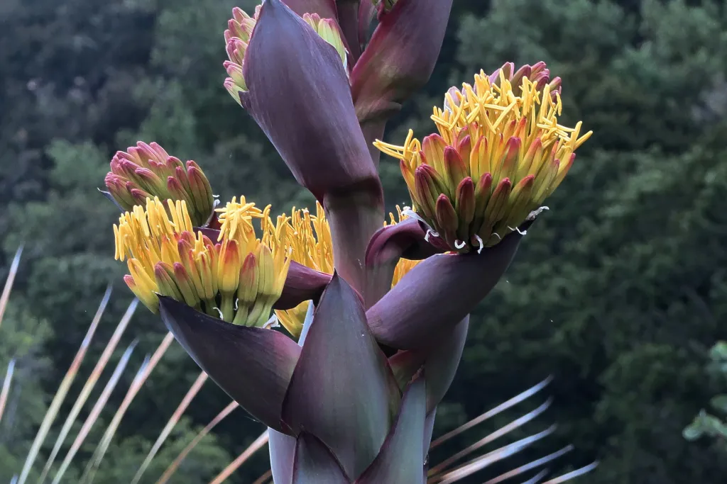 Shaw's Agave (Agave shawii) – leaves and shoots, plant photo