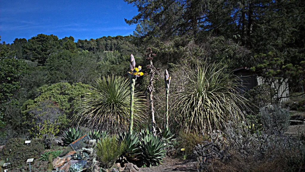 Shaw's Agave (Agave shawii) – leaves and shoots, plant photo