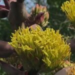 Agave shawii – pestovanie a starostlivosť (Agave shawii) – fotografia rastliny