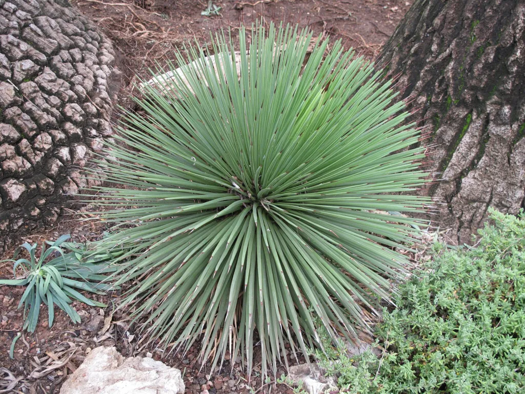 Agave stricta care guide (Agave stricta) – in a garden setting, plant photo