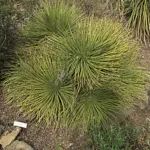 Agave stricta care guide (Agave stricta) – plant photo