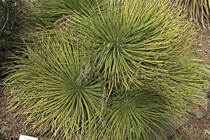 Agave stricta