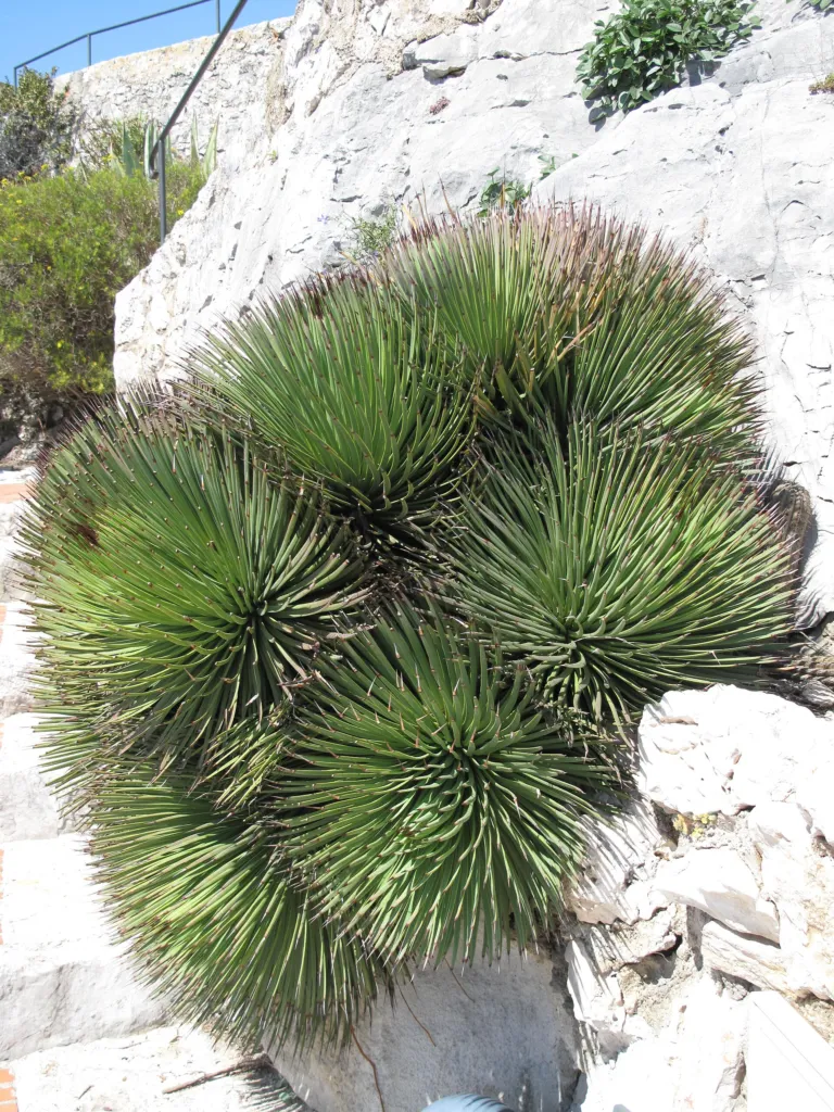 Agave stricta care guide (Agave stricta) – in a garden setting, plant photo