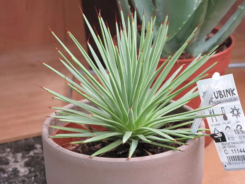 Agave stricta care guide (Agave stricta) – in a garden setting, plant photo