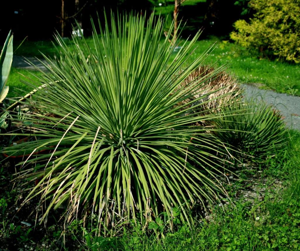 Agave stricta care guide (Agave stricta) – in a garden setting, plant photo